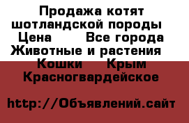 Продажа котят шотландской породы › Цена ­ - - Все города Животные и растения » Кошки   . Крым,Красногвардейское